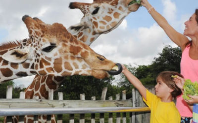 Miami Metro Zoo Giraffe Feeding