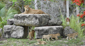 Lions