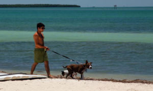 Doggie Beach