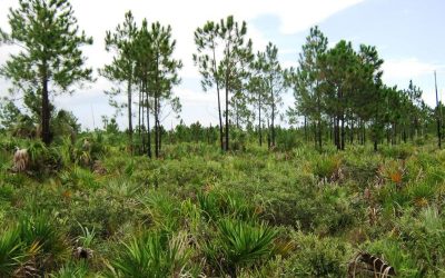 Visiting One of the Last Fragments of Miami’s Eccentric Native Forest