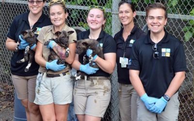 Three African Painted Dog puppies born at Zoo Miami