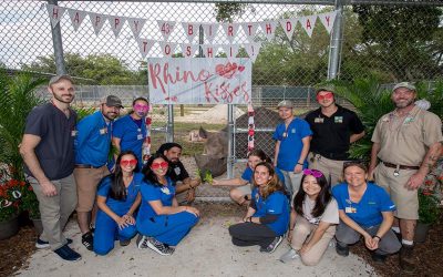 Oldest male black rhino in the US turned 43 years old at Zoo Miami