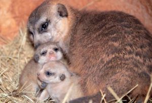 Zoo Miami announces birth of two Meerkats