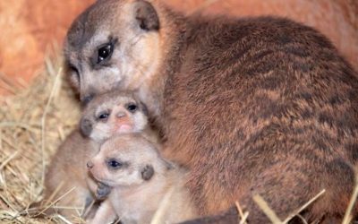 Zoo Miami announces birth of two Meerkats