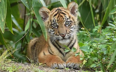 ‘Lions, Tigers, & Bears, Oh My’, Zoo Miami Has Reopened