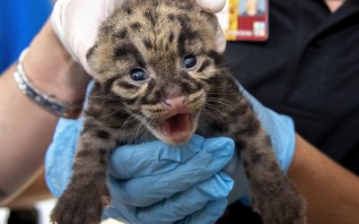 Amazing images of new clouded leopard kittens at Miami Zoo