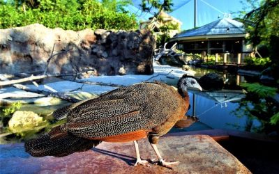 Ron Magill Has Seen 40 Earth Days At Zoo Miami But None Like This