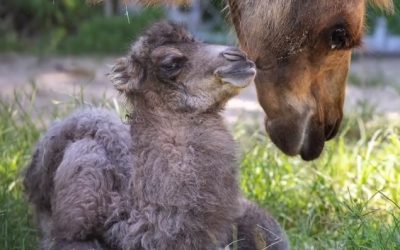 Endangered camel calf born at Zoo Miami