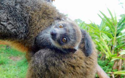 Endangered mongoose lemur born at Zoo Miami