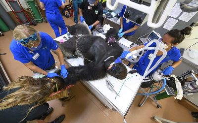 Zoo Miami gorilla gets COVID-19 tests during treatment for bites