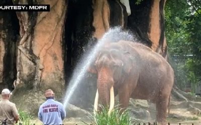 Miami-Dade Fire Rescue help bathe 2 elephants at Zoo Miami