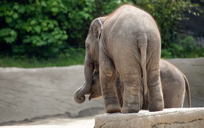 Zoo Miami Reopens To Visitors